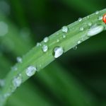 ladybug-drop-of-water-rain-leaf-40731