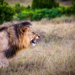 lion-predator-big-cat-cat-162093